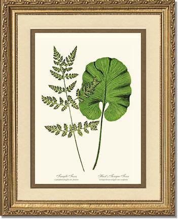 Fragile-Hart's Tongue Fern Botanical Wall Art Print-Charting Nature