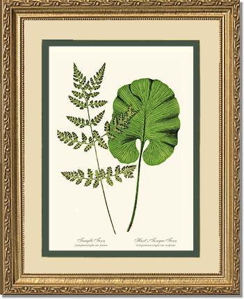 Fragile-Hart's Tongue Fern Botanical Wall Art Print-Charting Nature
