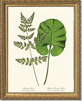 Fragile-Hart's Tongue Fern Botanical Wall Art Print-Charting Nature