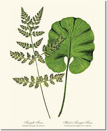 Fragile-Hart's Tongue Fern Botanical Wall Art Print-Charting Nature