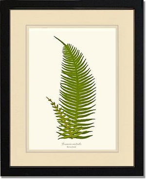 Lomaria australis-Barren Frond Botanical Wall Art Print-Charting Nature