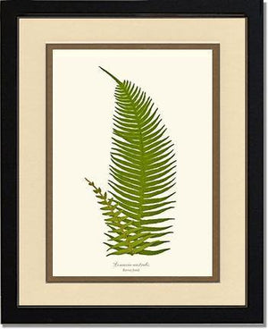 Lomaria australis-Barren Frond Botanical Wall Art Print-Charting Nature