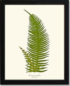 Lomaria australis-Barren Frond Botanical Wall Art Print-Charting Nature