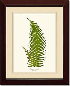 Lomaria australis-Barren Frond Botanical Wall Art Print-Charting Nature