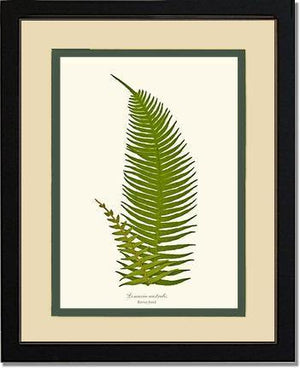 Lomaria australis-Barren Frond Botanical Wall Art Print-Charting Nature