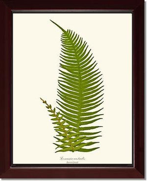 Lomaria australis-Barren Frond Botanical Wall Art Print-Charting Nature