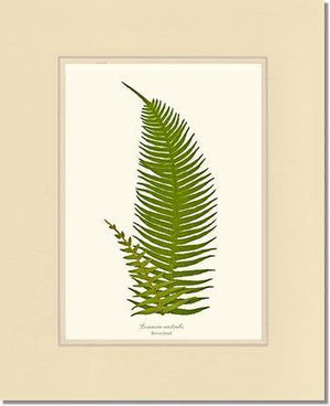 Lomaria australis-Barren Frond Botanical Wall Art Print-Charting Nature