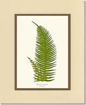 Lomaria australis-Barren Frond Botanical Wall Art Print-Charting Nature