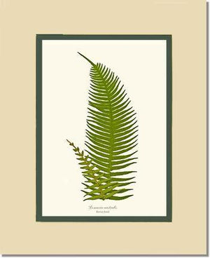 Lomaria australis-Barren Frond Botanical Wall Art Print-Charting Nature