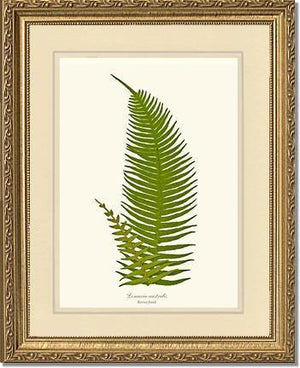 Lomaria australis-Barren Frond Botanical Wall Art Print-Charting Nature