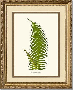 Lomaria australis-Barren Frond Botanical Wall Art Print-Charting Nature