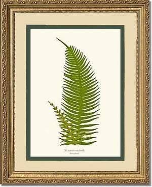 Lomaria australis-Barren Frond Botanical Wall Art Print-Charting Nature