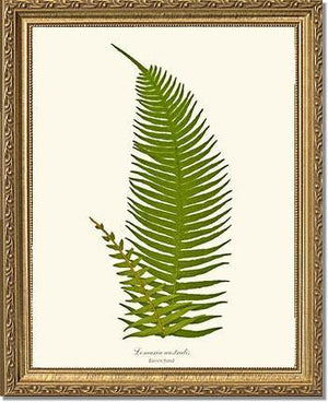 Lomaria australis-Barren Frond Botanical Wall Art Print-Charting Nature