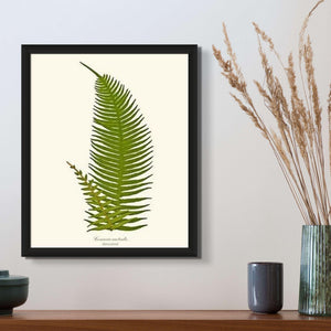 Lomaria australis-Barren Frond Botanical Wall Art Print-Charting Nature