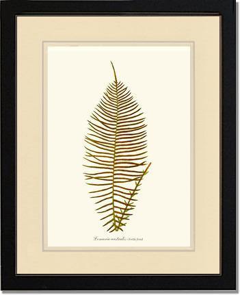 Lomaria australis-Fertile Frond Botanical Wall Art Print-Charting Nature