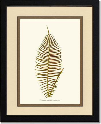 Lomaria australis-Fertile Frond Botanical Wall Art Print-Charting Nature