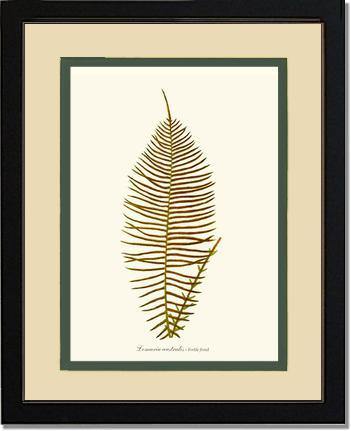 Lomaria australis-Fertile Frond Botanical Wall Art Print-Charting Nature