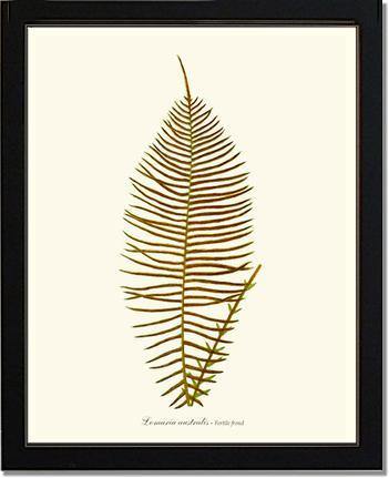Lomaria australis-Fertile Frond Botanical Wall Art Print-Charting Nature