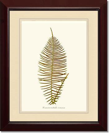 Lomaria australis-Fertile Frond Botanical Wall Art Print-Charting Nature