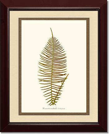 Lomaria australis-Fertile Frond Botanical Wall Art Print-Charting Nature