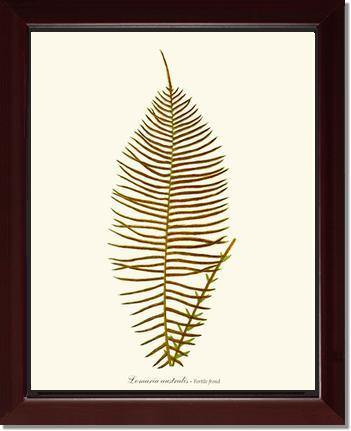 Lomaria australis-Fertile Frond Botanical Wall Art Print-Charting Nature