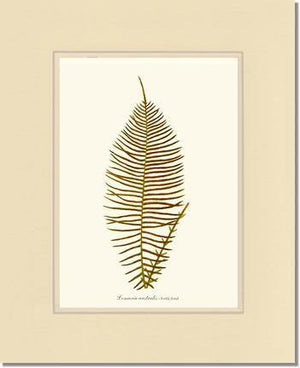 Lomaria australis-Fertile Frond Botanical Wall Art Print-Charting Nature