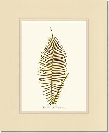 Lomaria australis-Fertile Frond Botanical Wall Art Print-Charting Nature