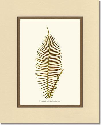 Lomaria australis-Fertile Frond Botanical Wall Art Print-Charting Nature