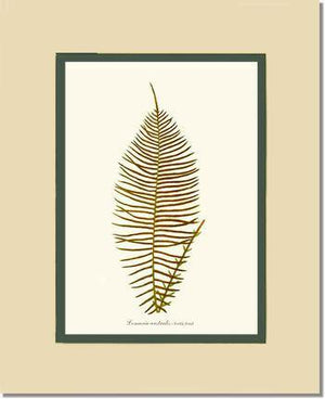 Lomaria australis-Fertile Frond Botanical Wall Art Print-Charting Nature