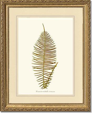 Lomaria australis-Fertile Frond Botanical Wall Art Print-Charting Nature