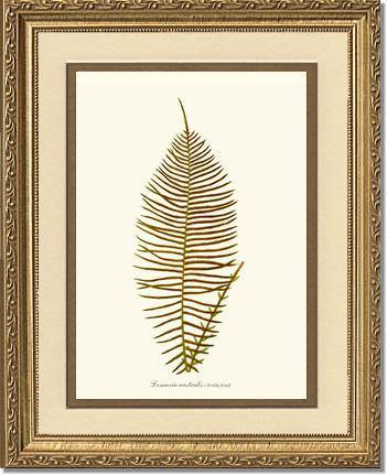 Lomaria australis-Fertile Frond Botanical Wall Art Print-Charting Nature