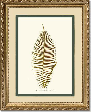 Lomaria australis-Fertile Frond Botanical Wall Art Print-Charting Nature