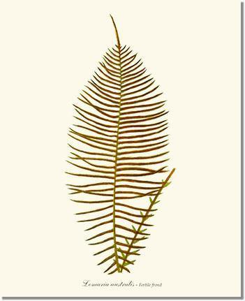 Lomaria australis-Fertile Frond Botanical Wall Art Print-Charting Nature