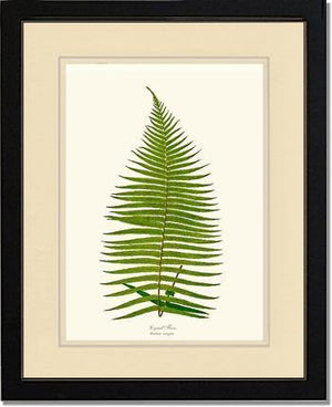 Brainea Insignis Botanical Wall Art Print-Charting Nature