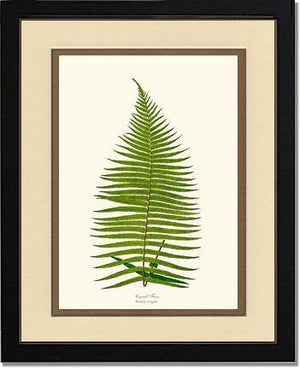 Brainea Insignis Botanical Wall Art Print-Charting Nature