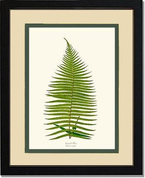 Brainea Insignis Botanical Wall Art Print-Charting Nature