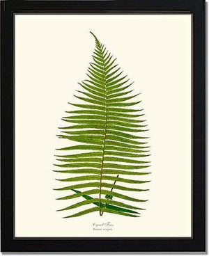 Brainea Insignis Botanical Wall Art Print-Charting Nature