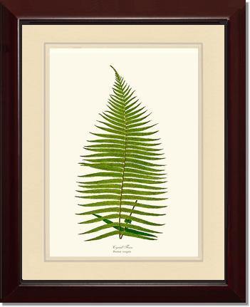 Brainea Insignis Botanical Wall Art Print-Charting Nature