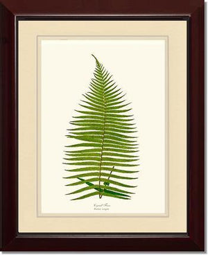 Brainea Insignis Botanical Wall Art Print-Charting Nature