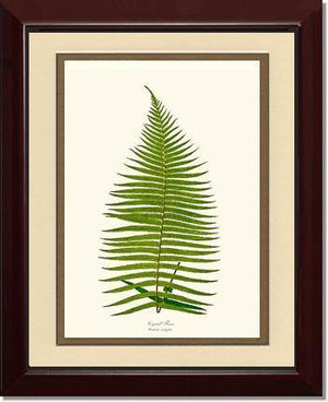 Brainea Insignis Botanical Wall Art Print-Charting Nature