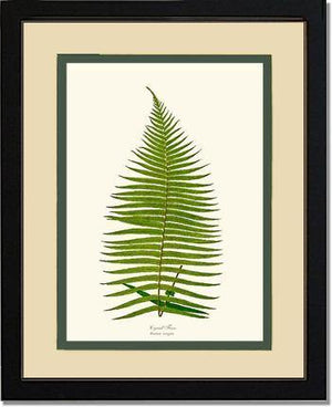 Brainea Insignis Botanical Wall Art Print-Charting Nature