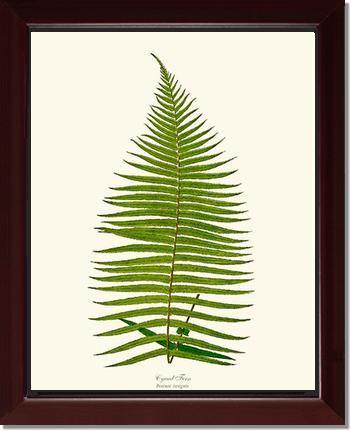 Brainea Insignis Botanical Wall Art Print-Charting Nature