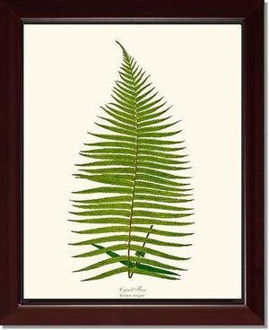 Brainea Insignis Botanical Wall Art Print-Charting Nature