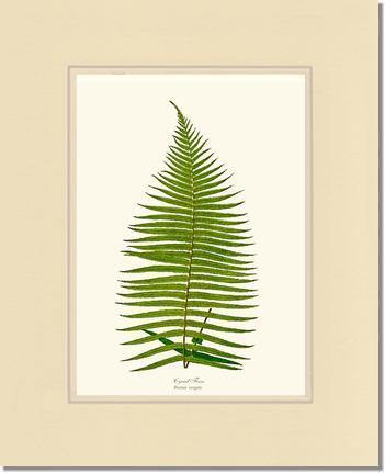 Brainea Insignis Botanical Wall Art Print-Charting Nature