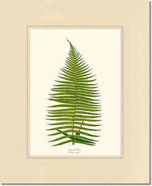 Brainea Insignis Botanical Wall Art Print-Charting Nature