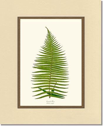 Brainea Insignis Botanical Wall Art Print-Charting Nature