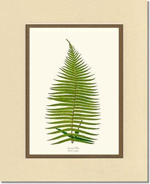 Brainea Insignis Botanical Wall Art Print-Charting Nature