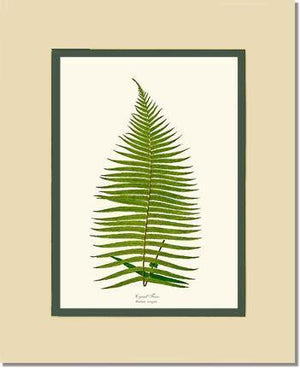 Brainea Insignis Botanical Wall Art Print-Charting Nature