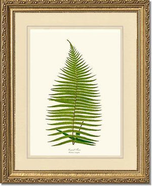 Brainea Insignis Botanical Wall Art Print-Charting Nature