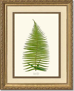 Brainea Insignis Botanical Wall Art Print-Charting Nature